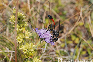 Ammophila sabulosa